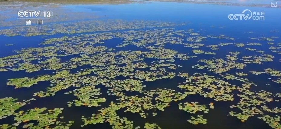 中国十大平地湖泊2026年本年度热度口碑双榜对比
