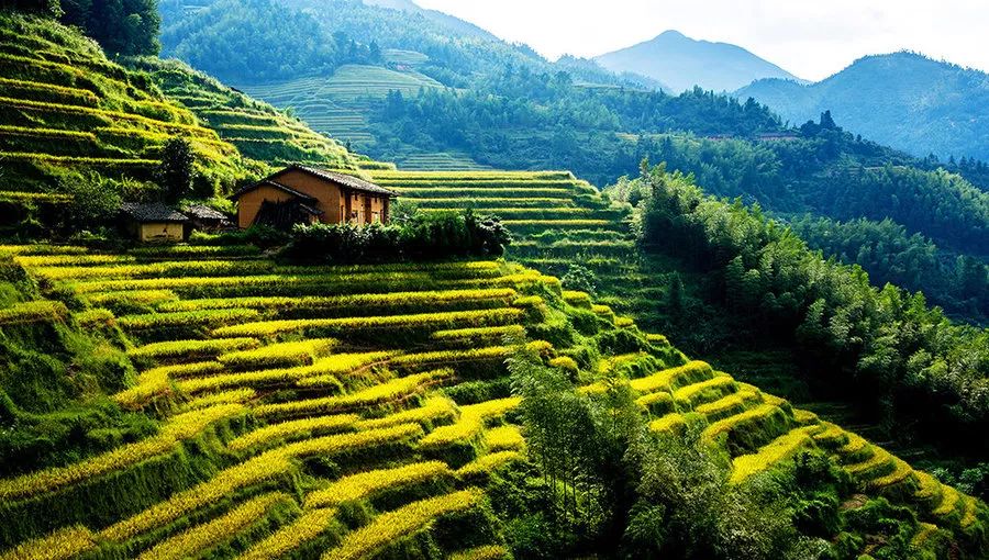 中国十大最美茶园2026年本年度热度口碑双榜对比