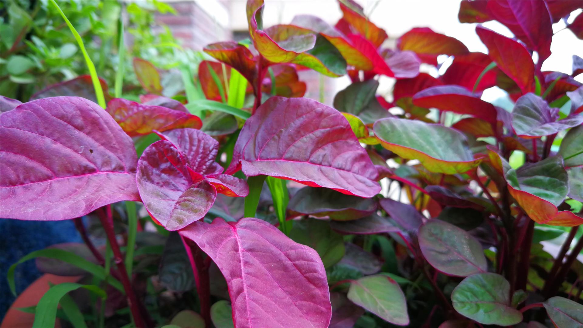 大连十大农家乐2026年本年度热度口碑双榜对比