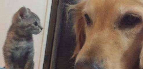 世界十大最萌的宠物狗2026年本年度热度口碑双榜对比