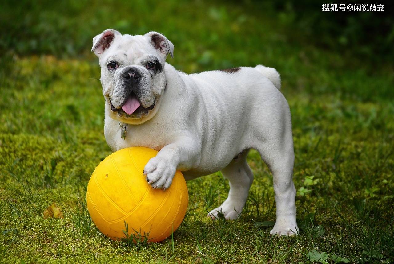 世界十大最萌的宠物狗2026年本年度热度口碑双榜对比