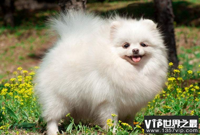 世界十大最萌的宠物狗2026年本年度热度口碑双榜对比