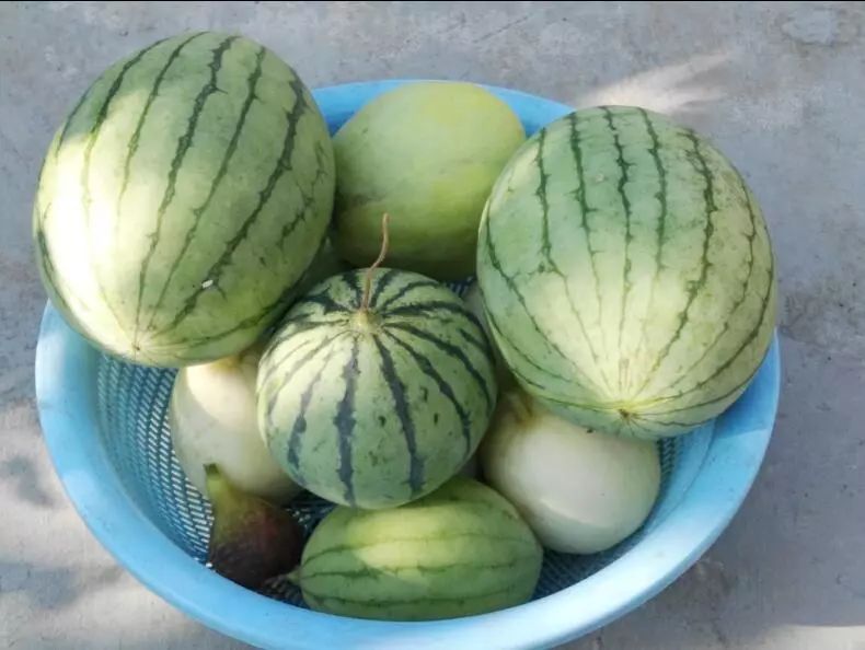 中国十大西瓜产地2026年本年度热度口碑双榜对比