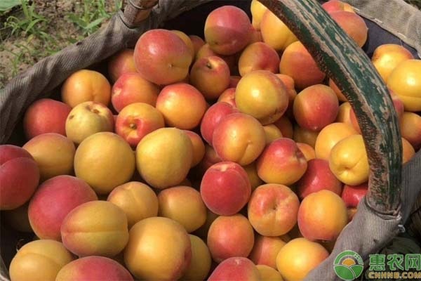 杏子十大品种2026年本年度热度口碑双榜对比