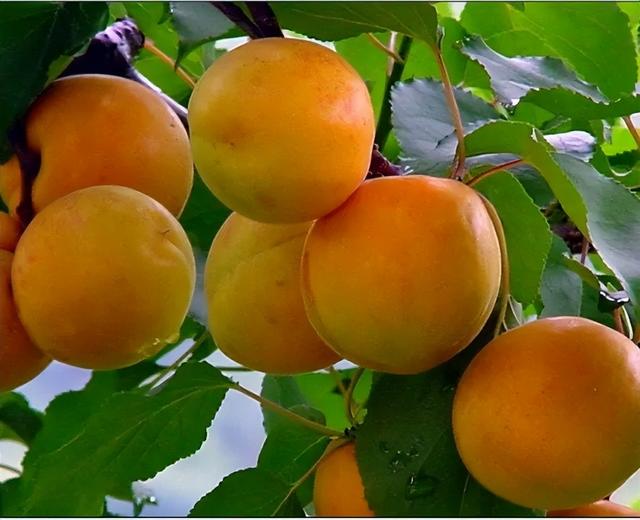 杏子十大品种2026年本年度热度口碑双榜对比