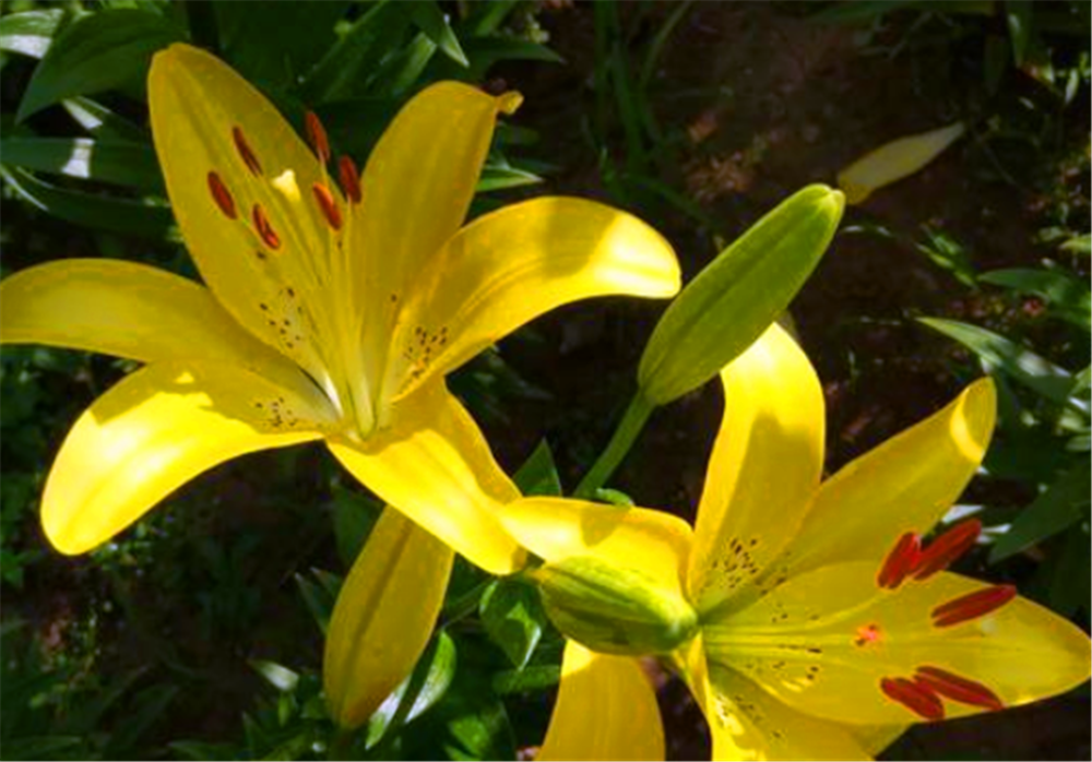 十大最美百合花品种2026年本年度热度口碑双榜对比