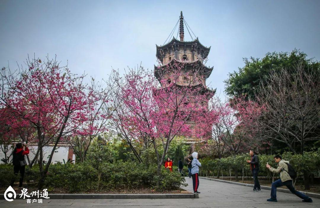 泉州十大赏花胜地2026年本年度热度口碑双榜对比