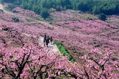 泉州十大赏花胜地2026年本年度热度口碑双榜对比