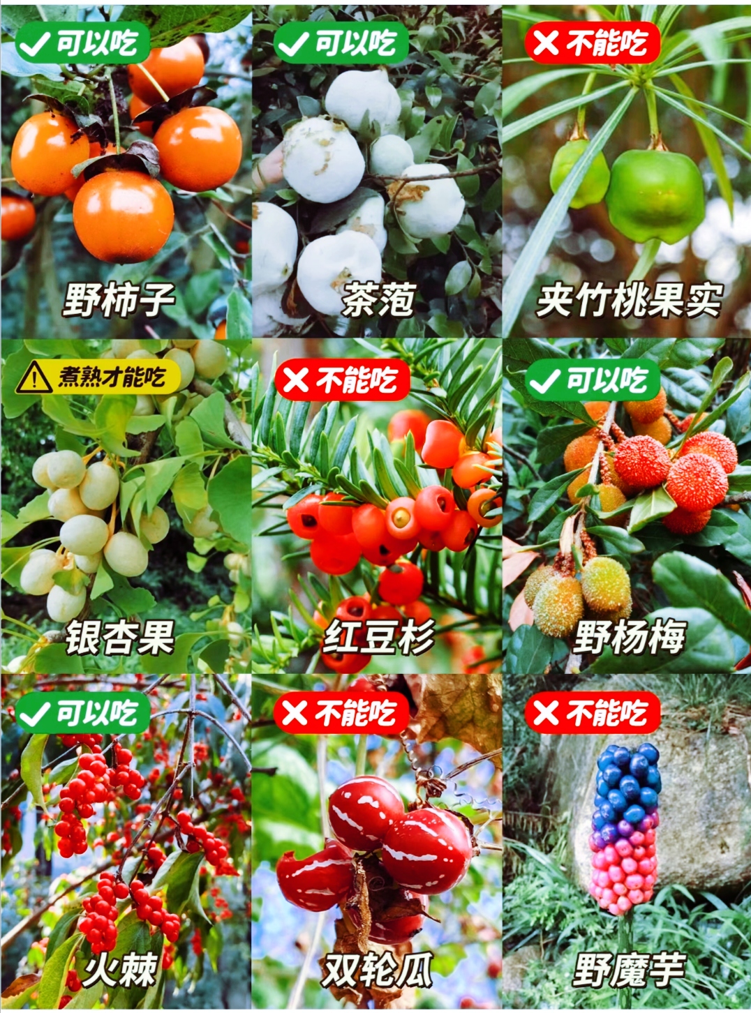农村常见的10种野果2026年本年度热度口碑双榜对比