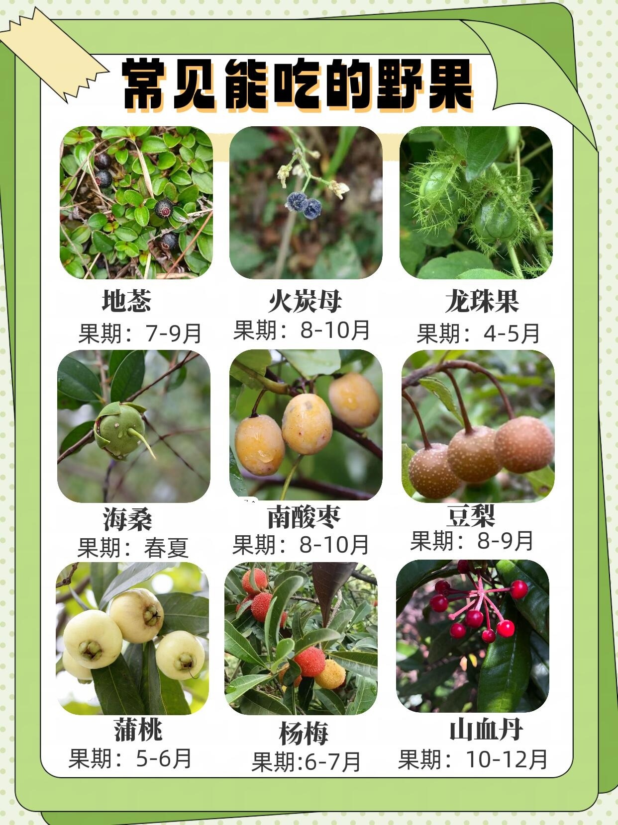 农村常见的10种野果2026年本年度热度口碑双榜对比