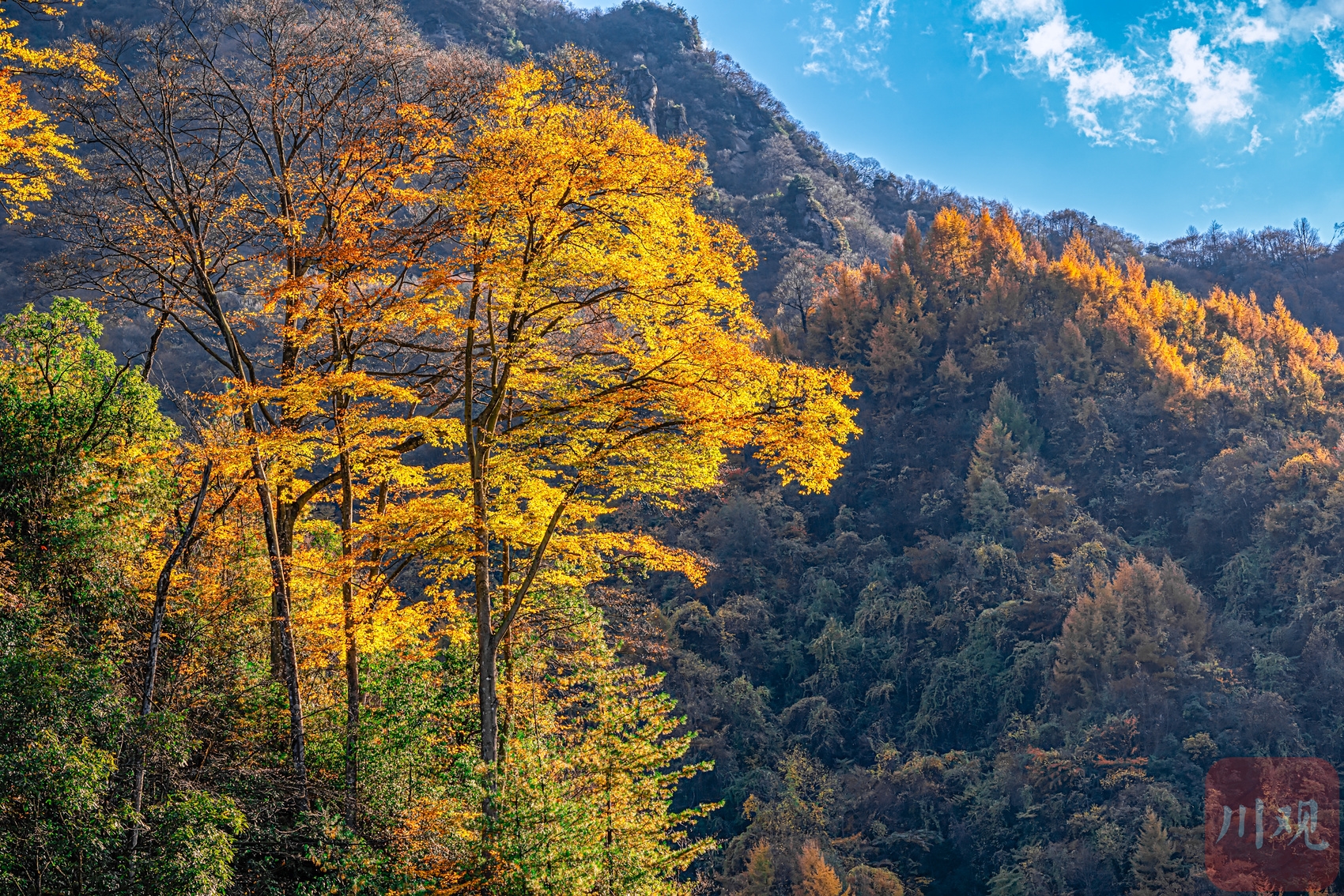 四川十大赏红叶好去处2026年本年度热度口碑双榜对比 四川十大赏红叶好去处2026年本年度热度口碑双榜对比