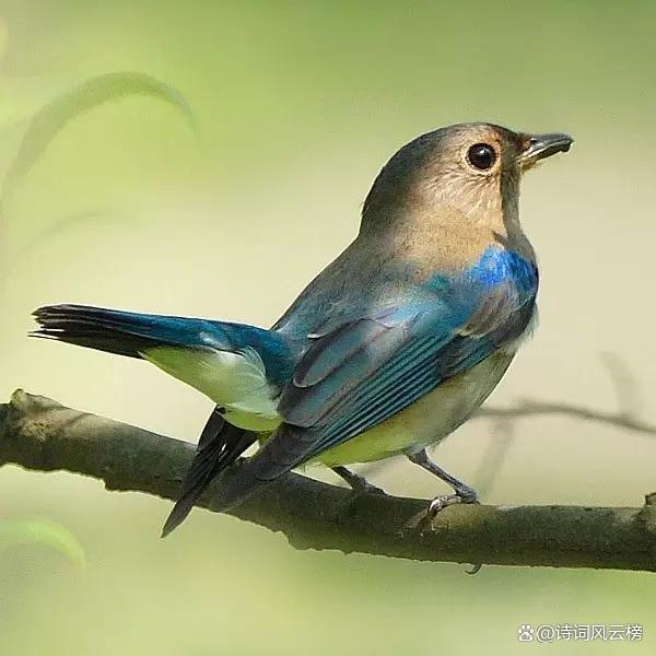 十首写鸟的经典古诗词2026年本年度热度口碑双榜对比 十首写鸟的经典古诗词2026年本年度热度口碑双榜对比