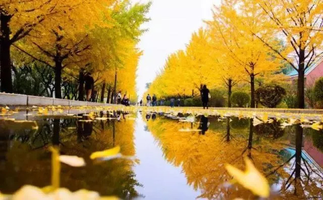 贵阳十大银杏观赏地2026年本年度热度口碑双榜对比 贵阳十大银杏观赏地2026年本年度热度口碑双榜对比