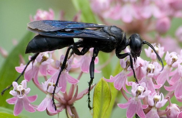 十种对人类有益的昆虫2026年本年度热度口碑双榜对比 十种对人类有益的昆虫2026年本年度热度口碑双榜对比
