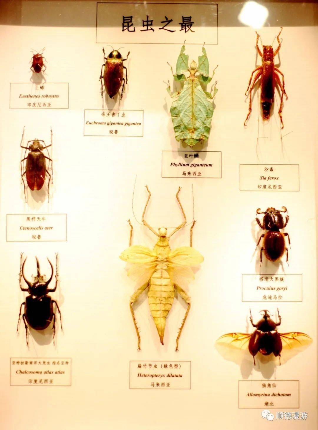 十种对人类有益的昆虫2026年本年度热度口碑双榜对比 十种对人类有益的昆虫2026年本年度热度口碑双榜对比