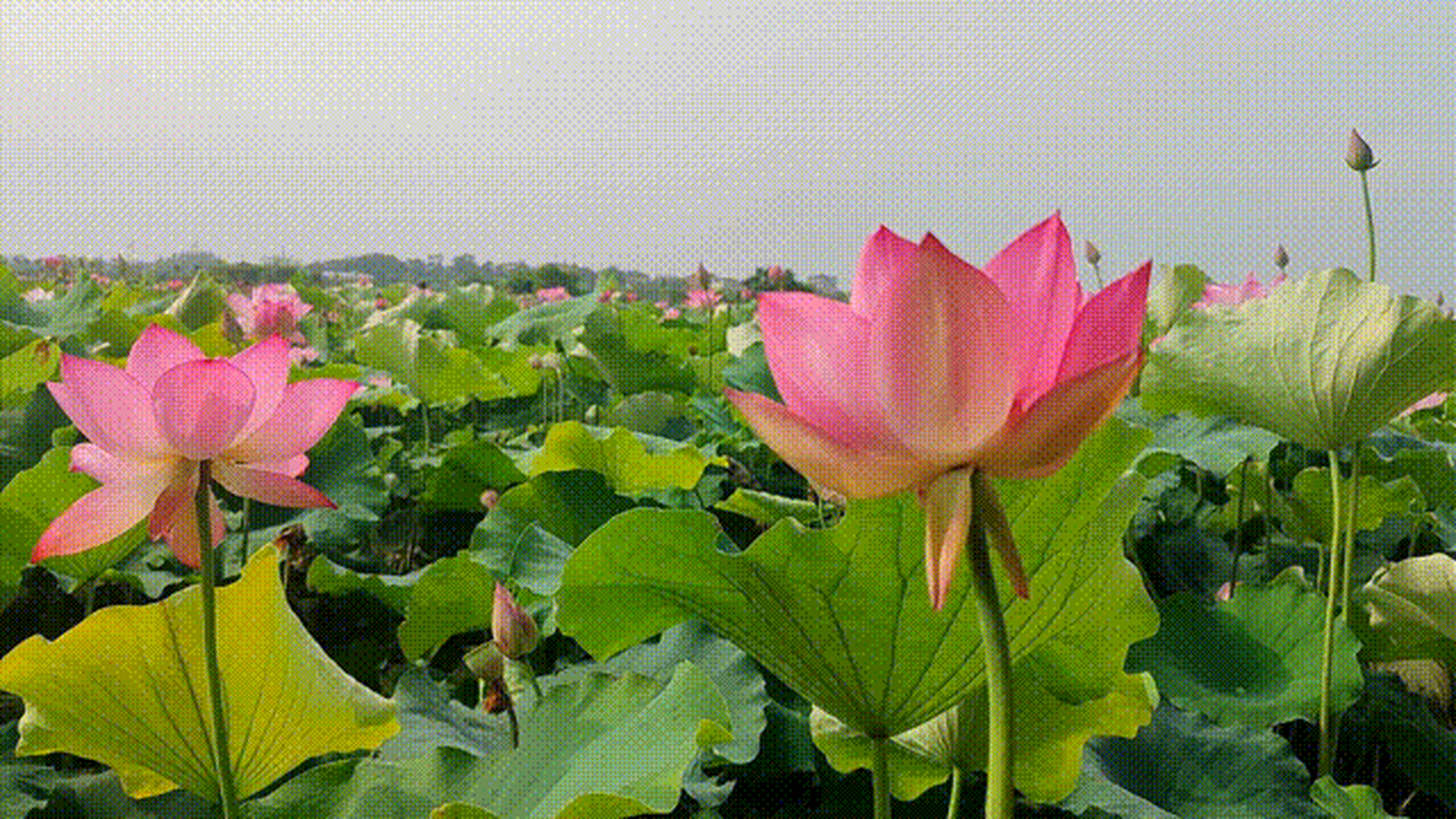 孝感十大赏荷花好去处2026年本年度热度口碑双榜对比 孝感十大赏荷花好去处2026年本年度热度口碑双榜对比