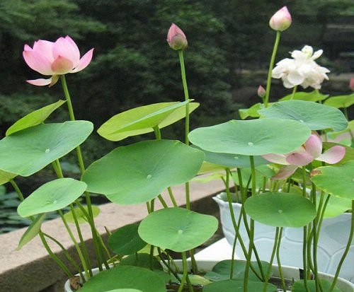 孝感十大赏荷花好去处2026年本年度热度口碑双榜对比 孝感十大赏荷花好去处2026年本年度热度口碑双榜对比