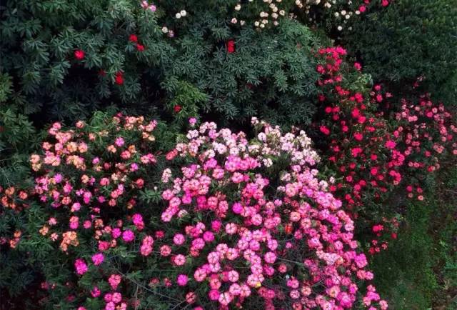 中国十大花卉批发市场2026年本年度热度口碑双榜对比 中国十大花卉批发市场2026年本年度热度口碑双榜对比