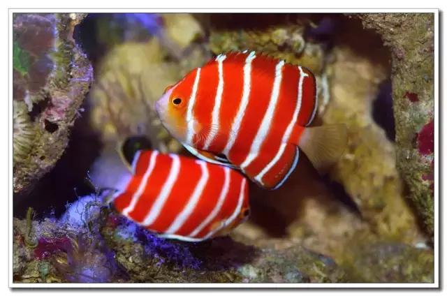 世界十大最贵的观赏鱼2026年本年度热度口碑双榜对比 世界十大最贵的观赏鱼2026年本年度热度口碑双榜对比