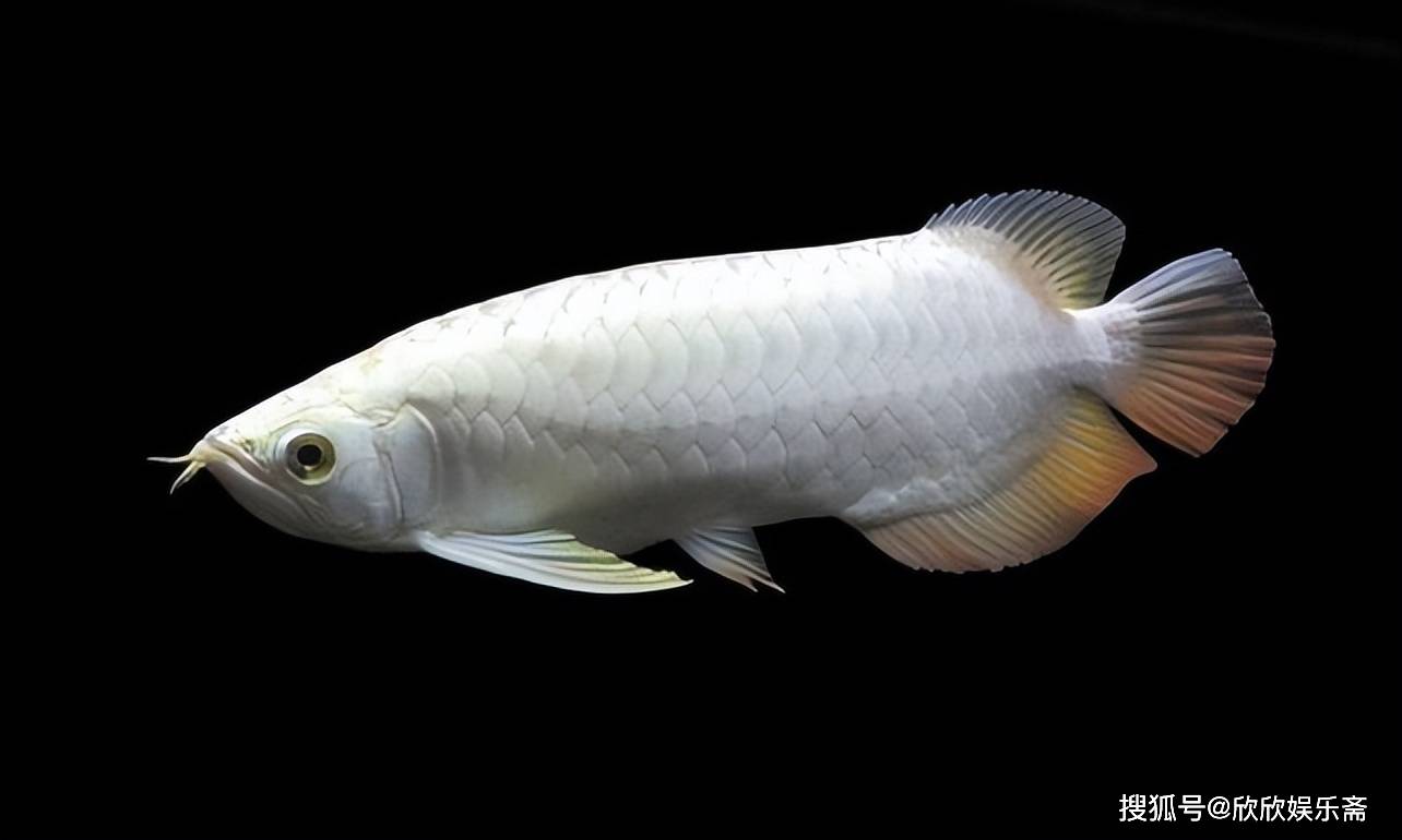 世界十大最贵的观赏鱼2026年本年度热度口碑双榜对比 世界十大最贵的观赏鱼2026年本年度热度口碑双榜对比