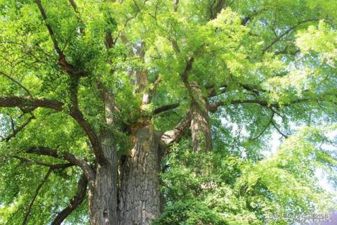 中国十大最美的树2026年本年度热度口碑双榜对比