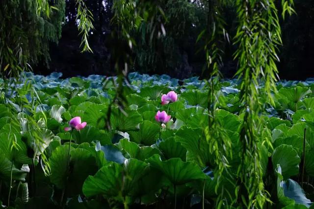 成都十大赏荷花景点2026年本年度热度口碑双榜对比