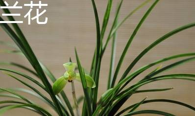 兰花十大品种2026年本年度热度口碑双榜对比 兰花十大品种2026年本年度热度口碑双榜对比