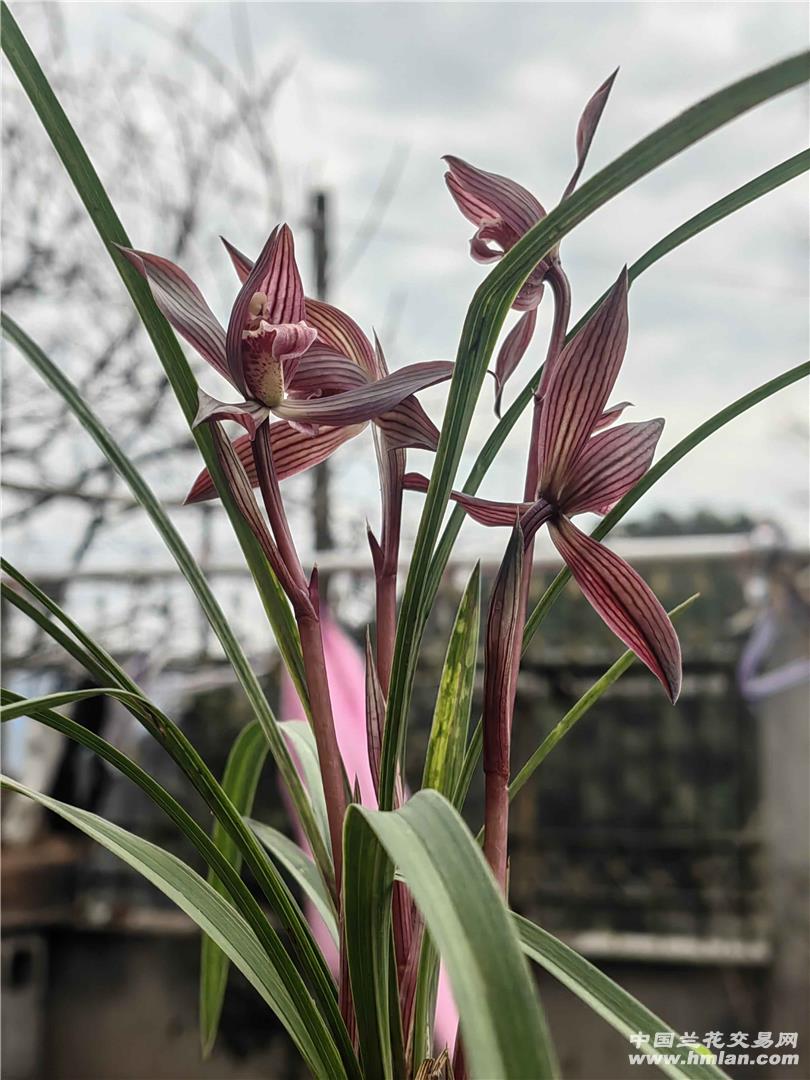 兰花十大品种2026年本年度热度口碑双榜对比 兰花十大品种2026年本年度热度口碑双榜对比