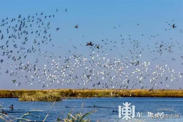 黑龙江十大观鸟地2026年本年度热度口碑双榜对比 黑龙江十大观鸟地2026年本年度热度口碑双榜对比