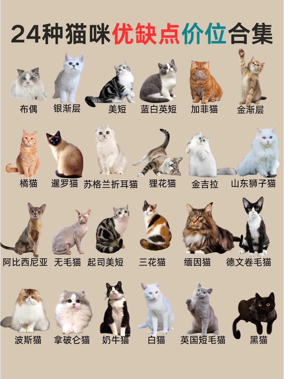 世界十大最聪明的宠物猫2026年本年度热度口碑双榜对比