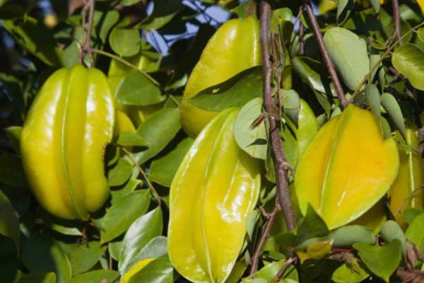 杨桃十大品种2026年本年度热度口碑双榜对比 杨桃十大品种2026年本年度热度口碑双榜对比