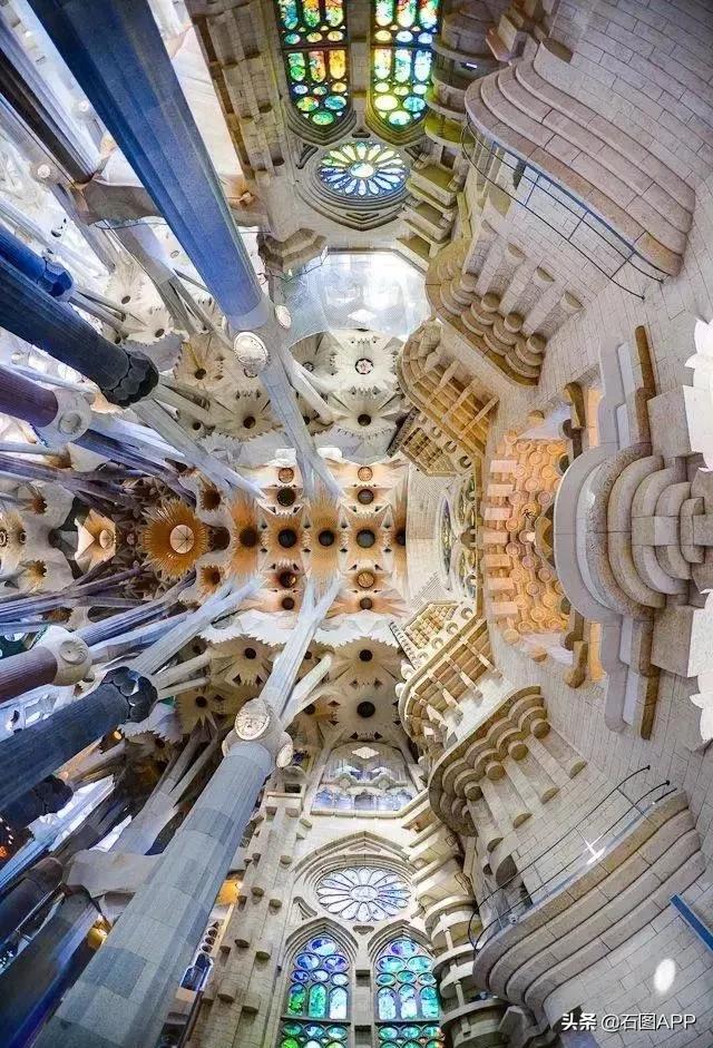 十大最旺风水的树木2026年本年度热度口碑双榜对比