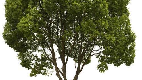 十大最旺风水的树木2026年本年度热度口碑双榜对比