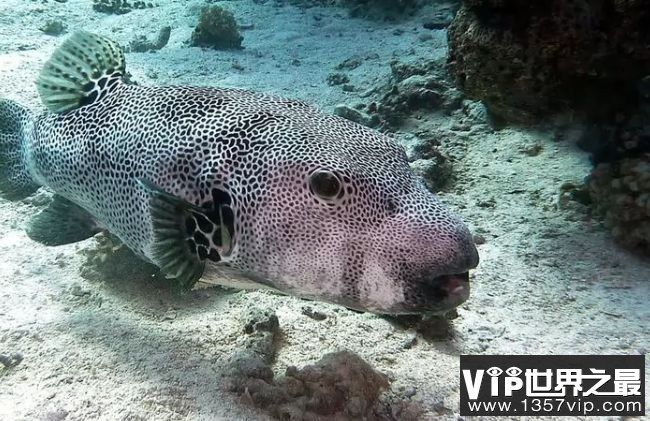 世界十大最毒鱼类2026年本年度热度口碑双榜对比