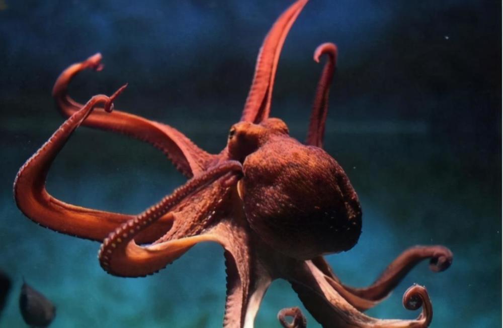 十大最贵的动物工艺品2026年本年度热度口碑双榜对比