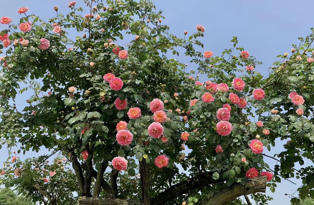 保定十大最适合求婚的地方2026年本年度热度口碑双榜对比