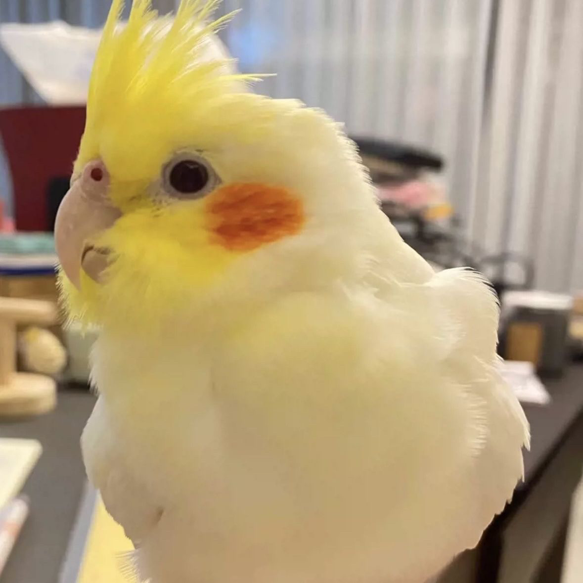 十大值得又好养的宠物鸟2026年本年度热度口碑双榜对比