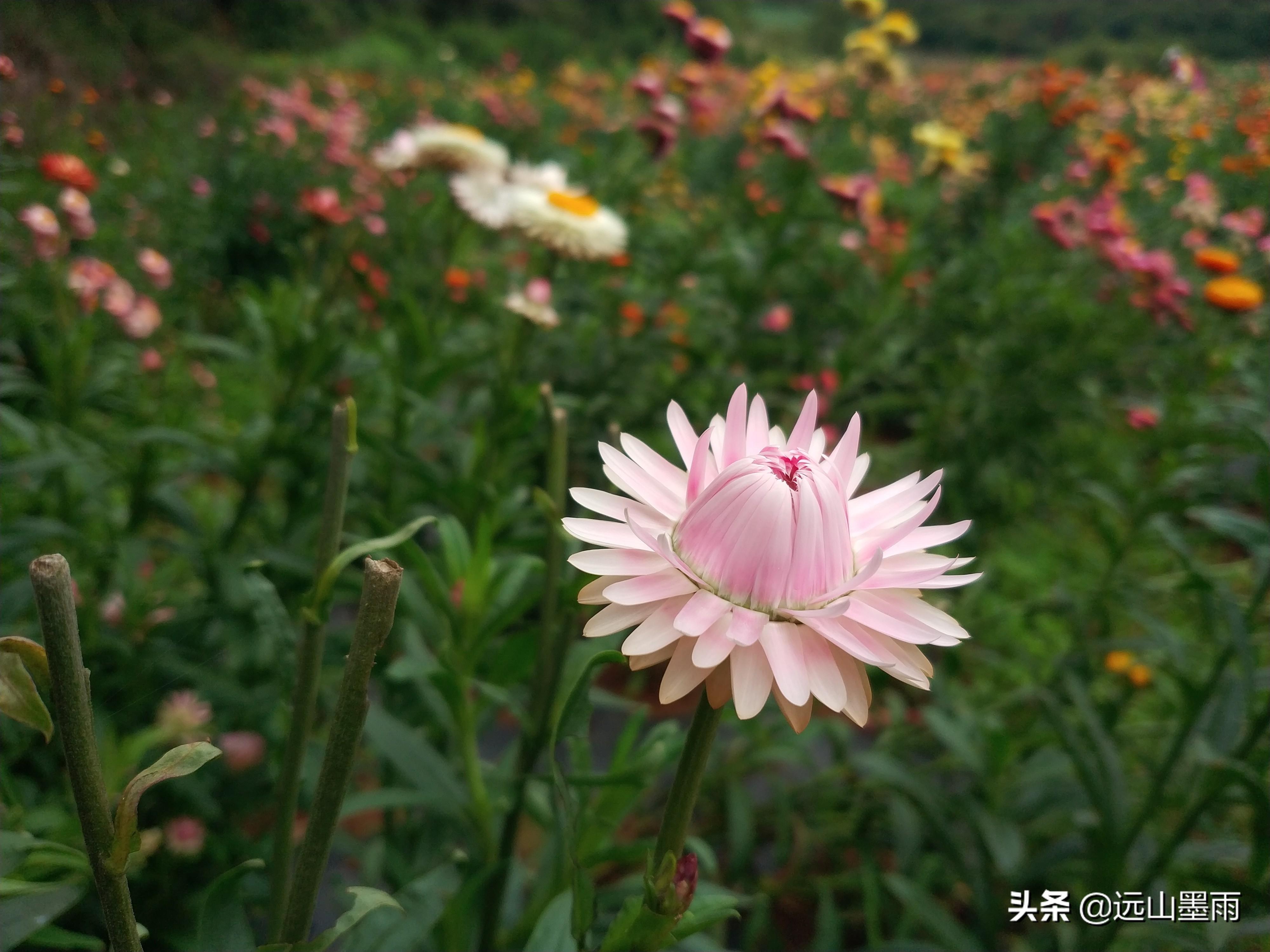 昆明十大适合端午旅游的地方2026年本年度热度口碑双榜对比