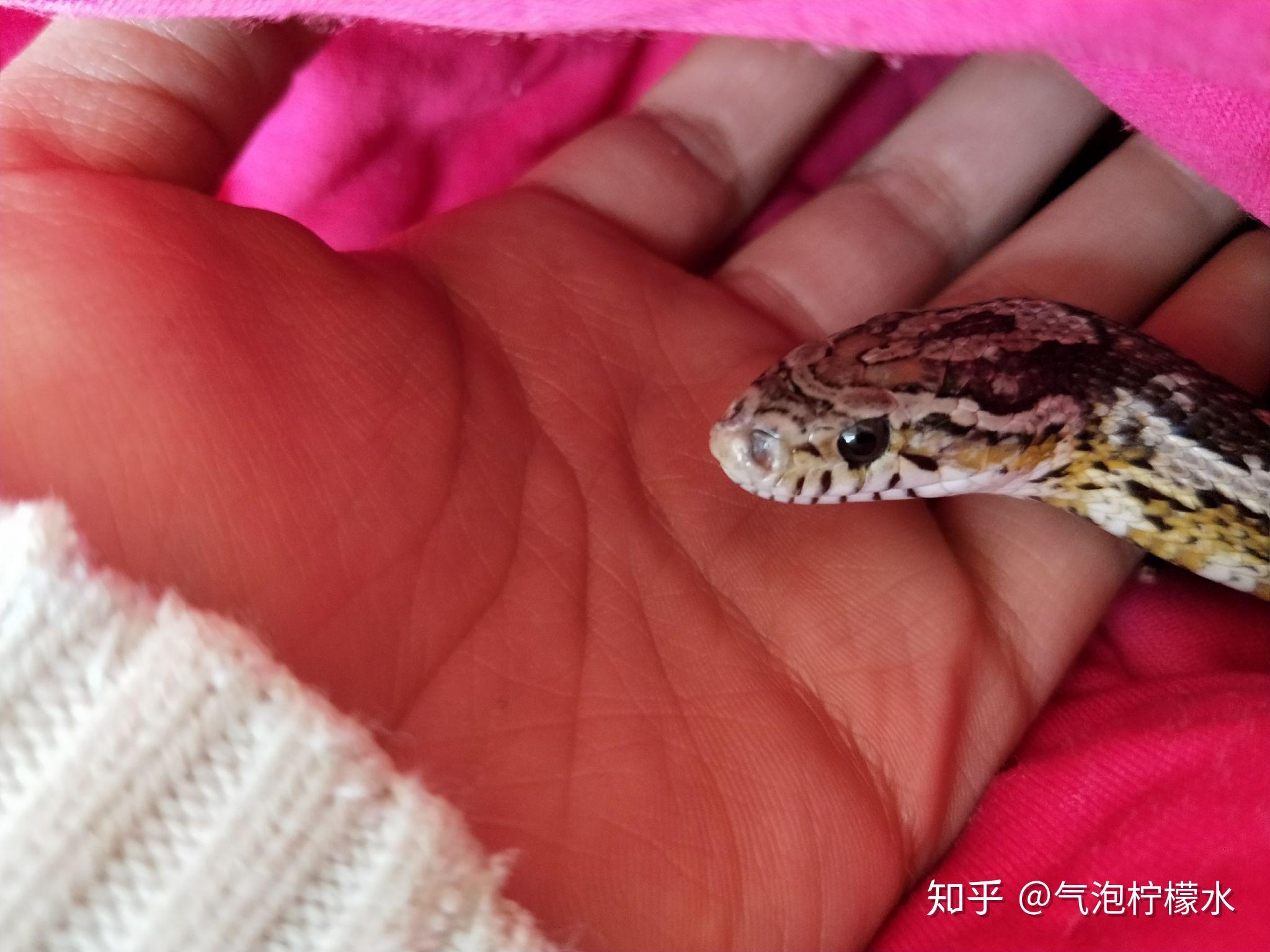 十大最适合新手养的宠物蛇2026年本年度热度口碑双榜对比