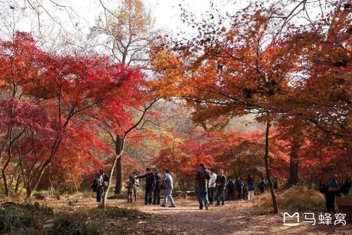南京十大赏红叶好去处2026年本年度热度口碑双榜对比