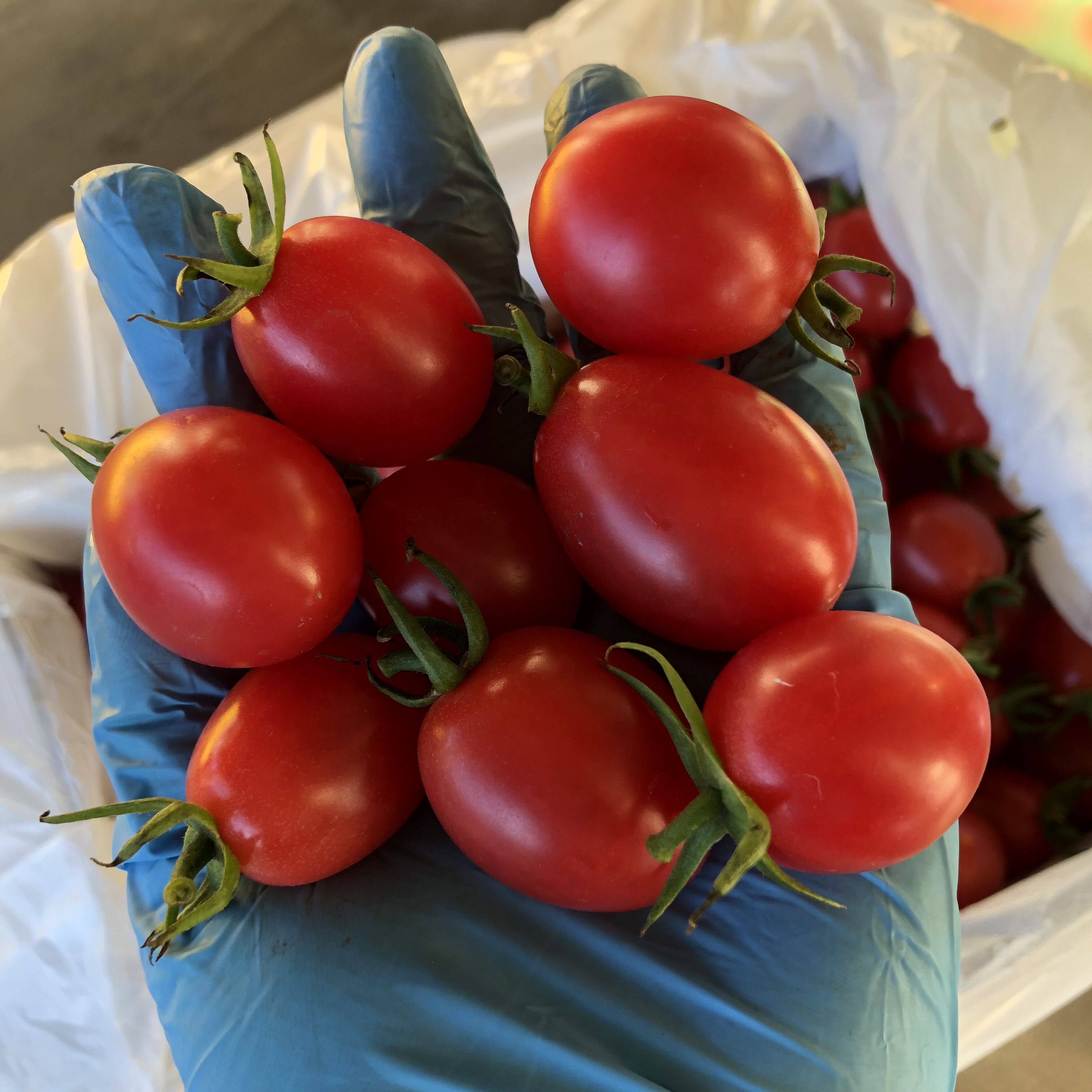 中国圣女果十大品种2026年本年度热度口碑双榜对比