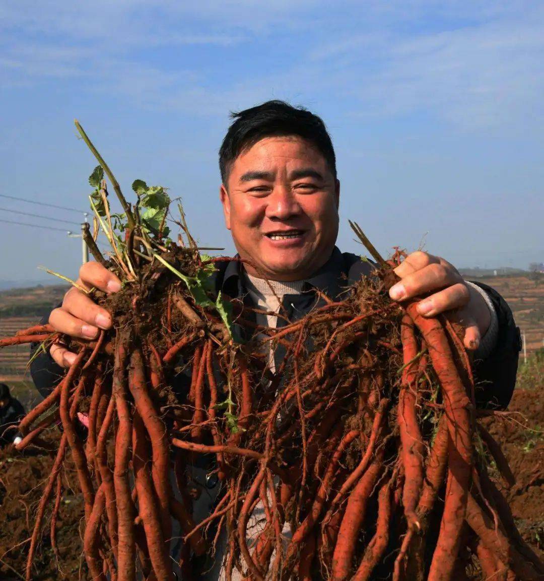 十大丹参产地2026年本年度热度口碑双榜对比