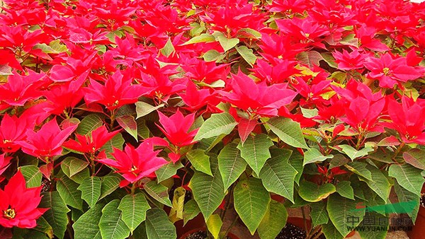 十大好看的草花品种2026年本年度热度口碑双榜对比
