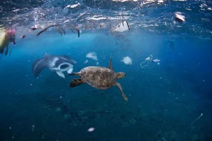 十大最危险的海洋动物2026年本年度热度口碑双榜对比
