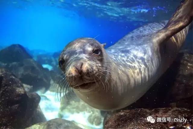 海洋十大食肉动物2026年本年度热度口碑双榜对比