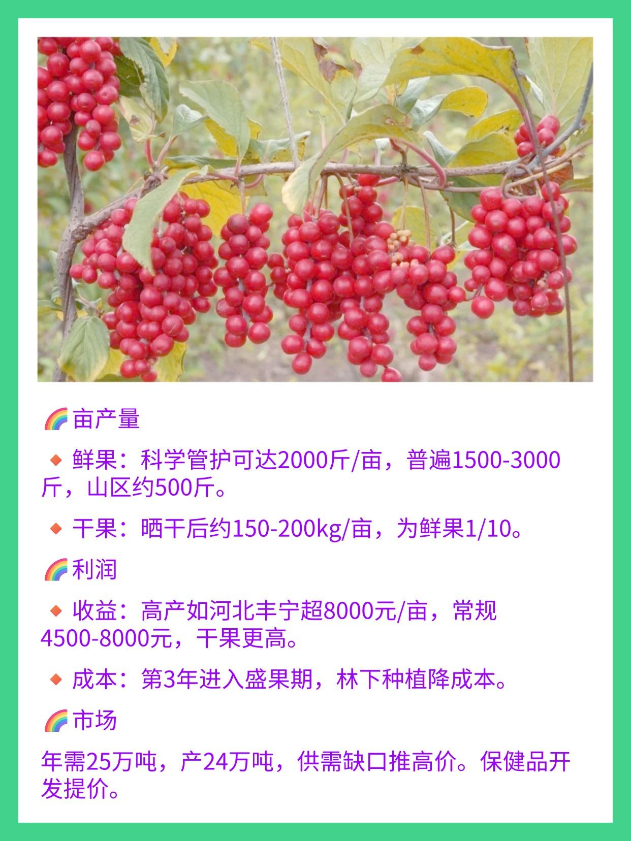 十大五味子产地2026年本年度热度口碑双榜对比
