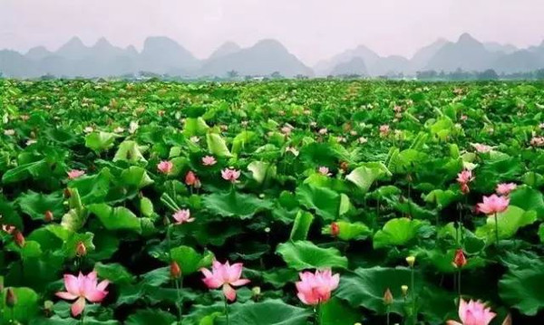 漳州十大赏荷花好去处2026年本年度热度口碑双榜对比