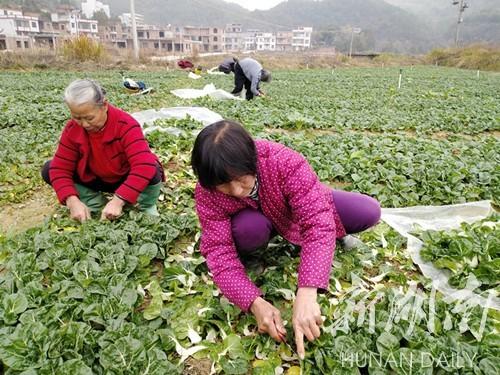 常见的10种富硒蔬菜2026年本年度热度口碑双榜对比