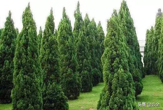 十大最耐寒的绿化树2026年本年度热度口碑双榜对比 十大最耐寒的绿化树2026年本年度热度口碑双榜对比