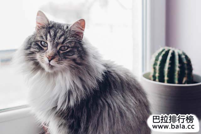 世界十大最长寿的宠物猫2026年本年度热度口碑双榜对比